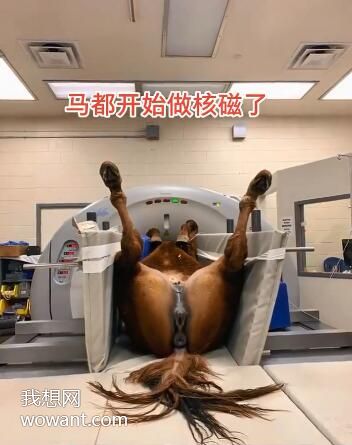 畜生搞笑图片：母马也可以做核磁共振？